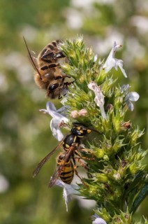 Apidae, Apis Mellifera, bees, real wasps, European honey bee, European honey bee, common wasp,