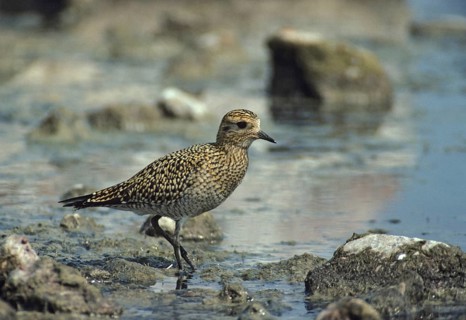 Black-bellied plover, grey plover, lappialis squatarola, birds, charadriiformes, adolescent,