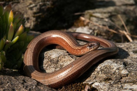 Anguis fragilis, slow worm, western slow worm, blindworm, critters, deaf adder, dry-stone wall,