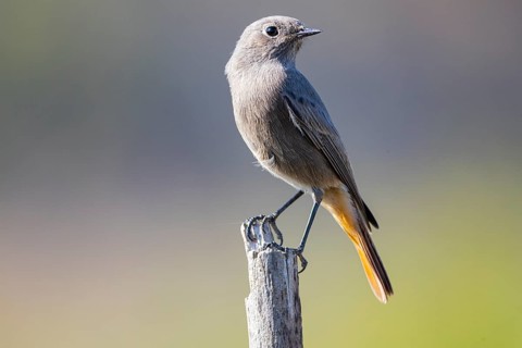 Redtail (Phoenicurus ochruros) Germany