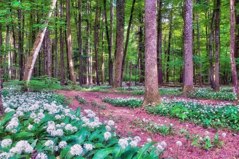 Forest trail lined with blooming wild garlic in a beech forest, Aargau Canton, Switzerland