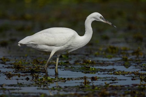 Little Egret (Egretta garzetta) Hungary