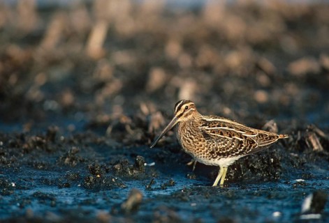 Common snipe, gallinago gallinago, snipe, birds, charadriiformes, leo, limicols, snipe birds,