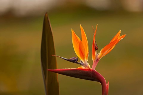 Bird-of-paradise flower (Strelitzia reginae) in the evening light, Cyprus