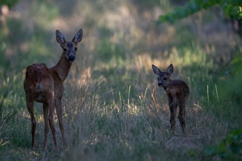 Fawn with Ricke, Bitburg, Germany