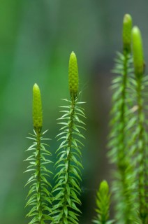 Bear lobe, Finland, Lycopodiaceae, Lycopodium annotinum, snake bear lop, sprouting bear lop, forest
