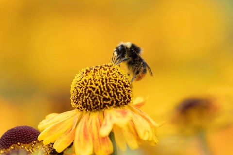 Early bumblebee (Bombus pratorum) adult bee insect feeding on a garden Helenium flower in summer,