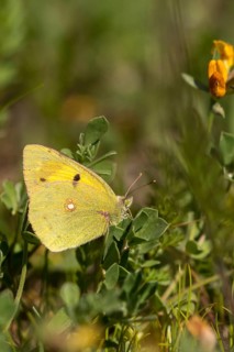 Clouded Yellow, Colias Crocea, Colias Croceus, Granelli, Italy, Pantani Cuba and Longarini, Post