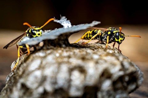 Two wasps resting on their nest in a detailed close-up, field wasps on their abandoned nest near