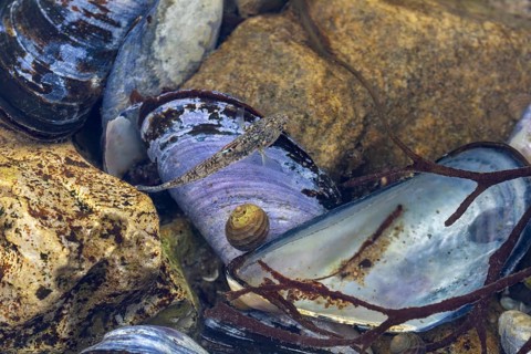 The male sand goby (Pomatoschistus minutus) is perfectly camouflaged in its habitat, mussel bank,