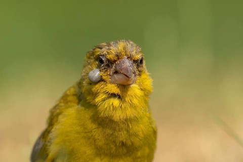 European greenfinch (Chloris chloris) adult male garden bird with a large cyst on its face