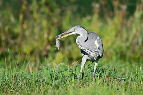 Grey heron (Ardea cinerea) standing in a meadow with a captured field mouse in its beak, North