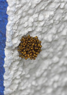 Garden cross spider, garden cross spider, garden cross spiders (Araneus diadematus), young animals