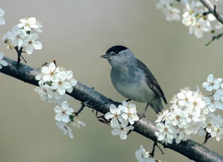 Blackcap, blackcap, blackcap, Sylvia atricapilla, birds, spring, leo, male, passeri, sloe hedge,