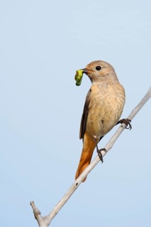Redstart (Phoenicurus phoenicurus), a female perched on a branch with caterpillars in her beak,