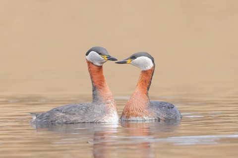 Red-necked Grebe (Podiceps grisegena), pair mating, grebe, shallow water zone, wildlife, nature