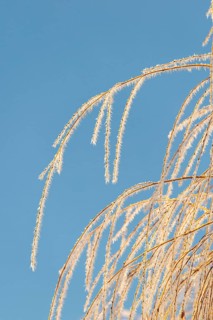 Willow twigs covered in hoarfrost against a blue sky on a very cold morning. Mühlviertel, Austria