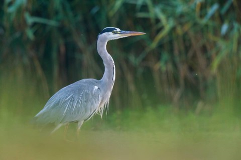 Grey Heron (Ardea cinerea) foraging, North Rhine-Westphalia, Germany