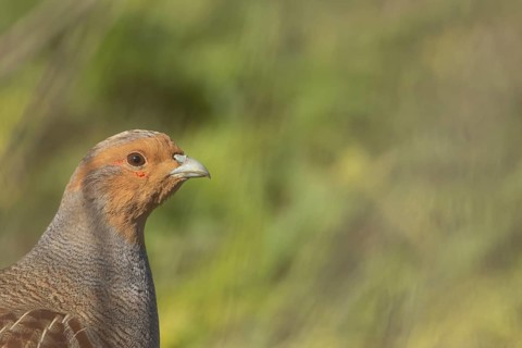 Grey or English or Hungarian partridge (Perdix perdix) adult game bird head portrait, Suffolk,