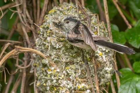 Oritis Long-tailed Tit (Aegithalos caudatus) Long-tailed Tit near its nest to feed its chicks. He