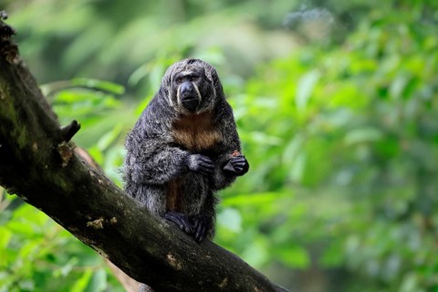 White-headed saki (Pithecia pithecia), pale-headed saki, adult, female, sitting, tree trunk, alert,