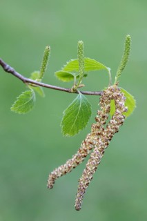 Sand birch (Betula pendula), leaves and flowers, Emsland, Lower Saxony, Germany