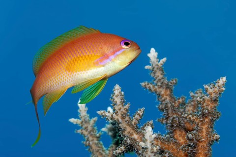 Jewelled flag perch, also known as sea goldie or scaly-fin flag perch (Pseudanthias squamipinnis),