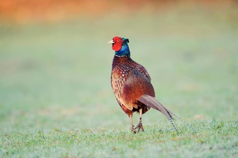 Pheasant or hunting pheasant (Phasianus colchicus), cock in a meadow, North Rhine-Westphalia,