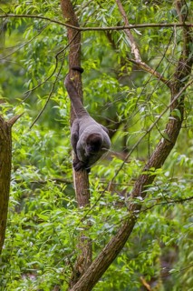 A common woolly monkey, brown woolly monkey, or Humboldt's woolly monkey (Lagothrix lagothricha)