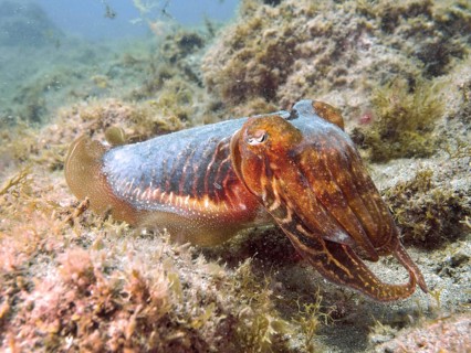A common cuttlefish (Sepia officinalis) moves amongst seaweed, camouflaged by its colours, at the