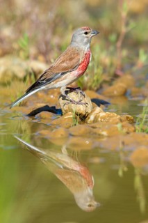 Acanthis cannabina, bloodtail, linaria cannabina, linnet, bath, bird bath, birds, hanfling, male,