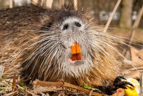 Beaver rat, coypu, myocastor coypus, rodents, nutria, rodentia, swamp beaver, mammals, rodents,