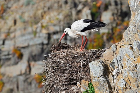 White stork (Ciconia ciconia) standing on a nest on the rocky coast, Parque Natural do Sudoeste
