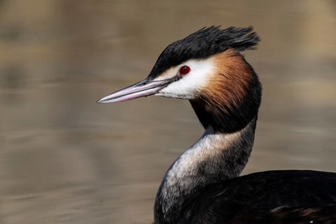 Great Crested Grebe (Podiceps cristatus), Emsland, Lower Saxony, Germany