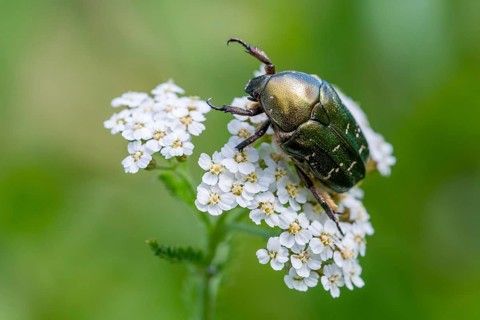 Ant golden beetle, ant rose beetle, leaf horn beetle, metallic rose beetle, northern rose chafer,
