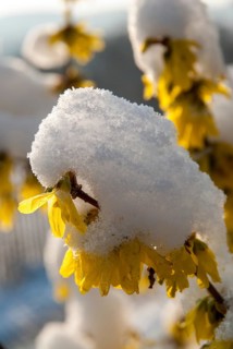Forsythia × intermedia, forsythia, garden forsythia, golden lilac, golden bell, border forsythia,