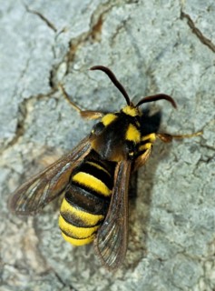 Hornet moth, hornet glass wing, hornet swarmer, sesia apiformis, sesiidae, butterfly, glass wing,