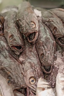 Fresh hake (Merluccius) for sale, Majorca, Balearic Islands, Spain