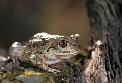 Common spadefoot, garlic toad, pelobates fuscus, amphibians, amphibians, ffh, toads, amphibians,
