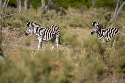 Plains zebras (Equus quagga) near Atzaró Camp, Okavango Delta, North-West District, Botswana