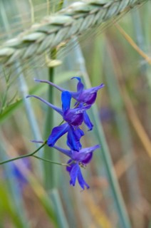 Larkspur, Consolida Regalis, Field Larkspur, Field Larkspur, Forking Larkspur, Ranunculaceae,
