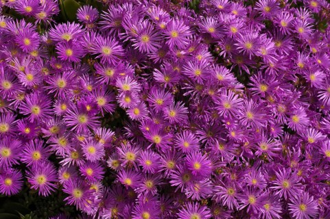 Noon flower (Delosperma), St Michael's Mount, Cornwall, England, Great Britain, United Kingdom