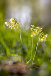 True oxlip (Primula elatior) yellow perennial flowering in forest in spring