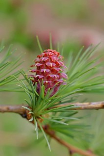 Female flower of larch (Larix decidua), larch blossom, growing into cones, close-up, spring,