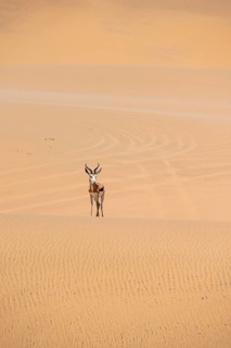 Springbok (Antidorcas marsupialis) on a sand dune, Namib Desert, Namib Naukluft Park, Namibia