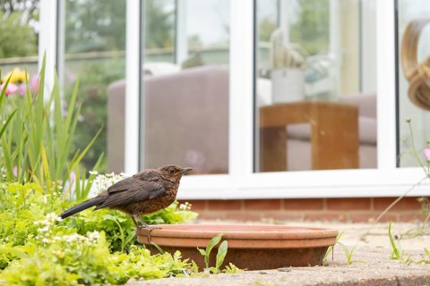 European blackbird (Turdus merula) juvenile female bird on a garden plant saucer filled with water
