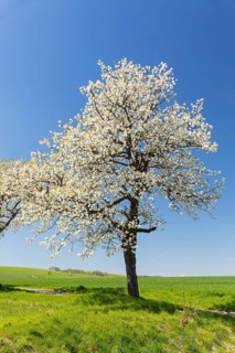 Cherry tree (prunus) in blossom, Saxon Switzerland, Saxony, Germany
