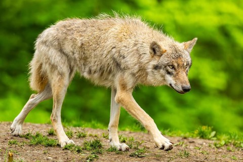Eurasian wolf (Canis lupus lupus) in a forest, Austria
