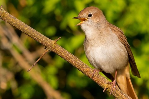 Nightingale, (Luscinia megarhynchos), animals, bird, songbird, family of passerines, classification