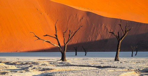 Dead camel thorn trees (Vachellia erioloba), red sand dunes, white salt pan, Dead Vlei, Sossusvlei,